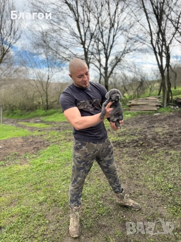 Кане Корсо, снимка 2 - Кане корсо - 53470713