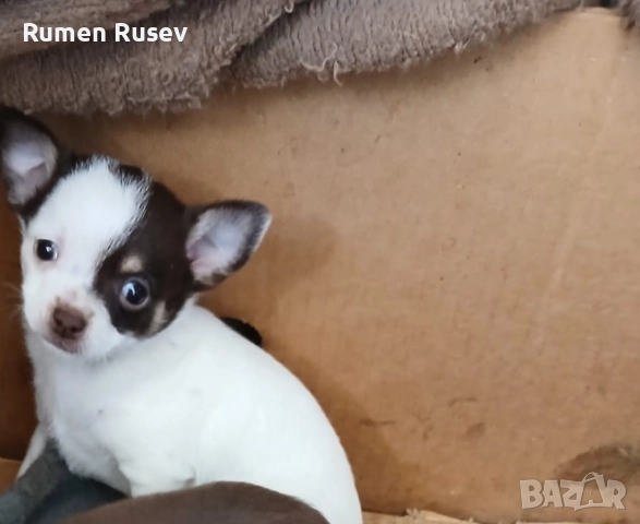 продавам Чихуахуа , снимка 6 - Чихуахуа - 52605411