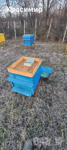 Пчелни семейства , снимка 4 - За пчели - 43553651