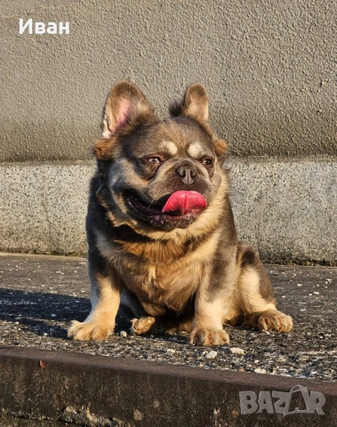 Френски Булдог