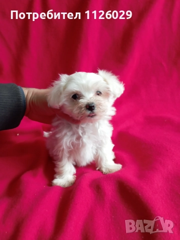 Малтезер момиче на 2 месеца , снимка 5 - Болонка - 52749307