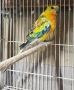 Продавам Пойни Папагали , снимка 10