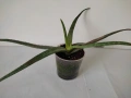Алое Вера,сциндапсус,драцена,традесканция и хлорофитум, снимка 7