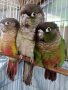 Социални бебета папагали пирура, снимка 1 - Папагали - 40696212