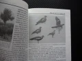 Лов на прелетен дивеч Николай Русков пъдпъдък горски бекас куче ловец пушка ловджия, снимка 3