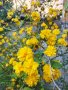 Декоративен храст жълта Керия японика