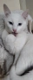 бяло мъжко коте, сини очи, 5 мес., снимка 1