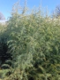 хималски кедър , снимка 2