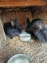 Продавам млади зайци , снимка 3