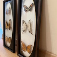 Картини с препарирани пеперуди, снимка 5 - Картини - 40071234