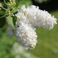 Люляк - бял и лилав, снимка 1 - Градински цветя и растения - 28581969