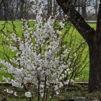 Японска Вишна-(Prunus Alba Plena), снимка 3 - Градински цветя и растения - 40121338