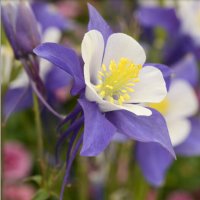 Aquilegia Spring Magic (Аквилегиа Пролетна магия), снимка 2 - Градински цветя и растения - 43745822