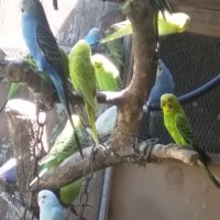Вълнисти папагали