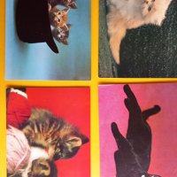 Картички Котки - лот 1, снимка 2 - Колекции - 39807449