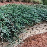 Хвойна Уилтони, Juniperus horizontalis wiltonii, снимка 2 - Градински цветя и растения - 43806527