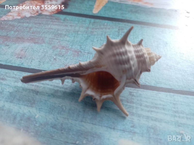 екзотична раковина от Малдивите, снимка 1