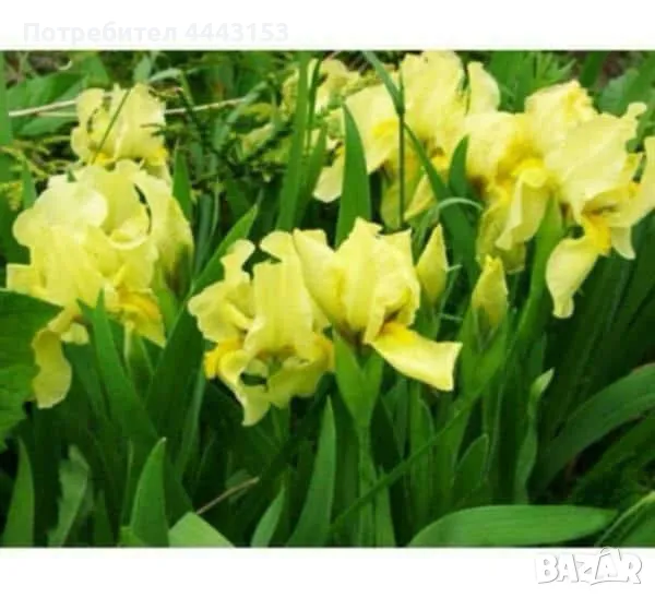 Микс Ирис разсад , снимка 1