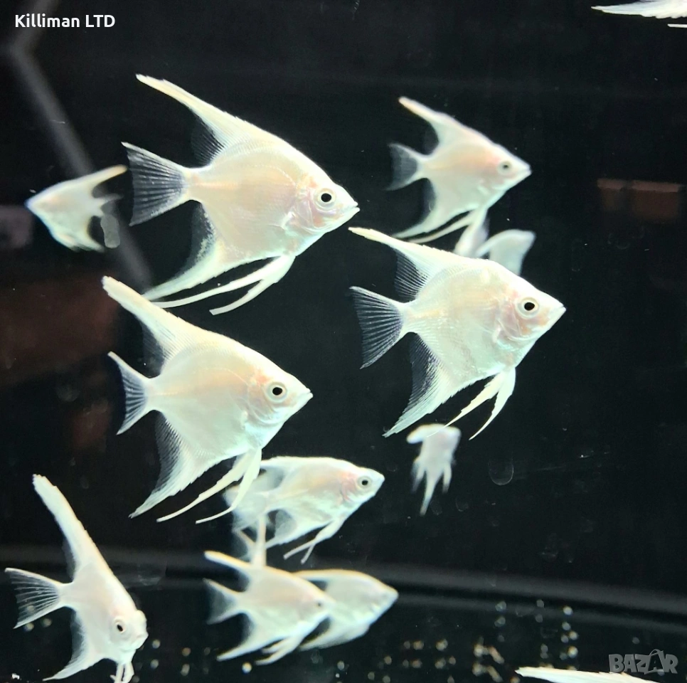 Бяла скалария, снимка 1