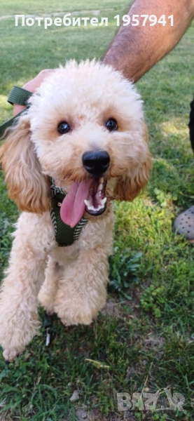  Пуделче, снимка 1