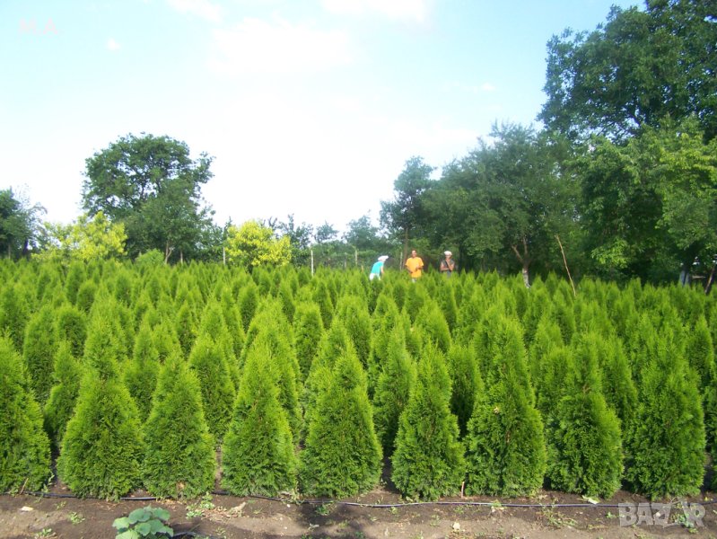 ТУИ СМАРАГД, снимка 1