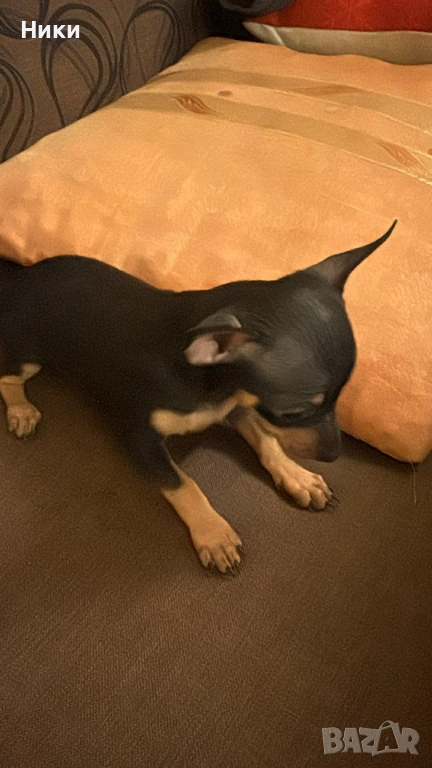Мини пинчер, снимка 1