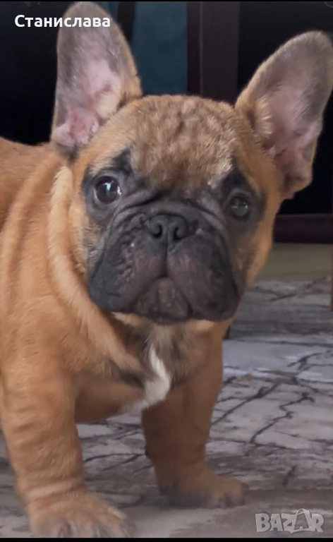 Френски булдог, снимка 1