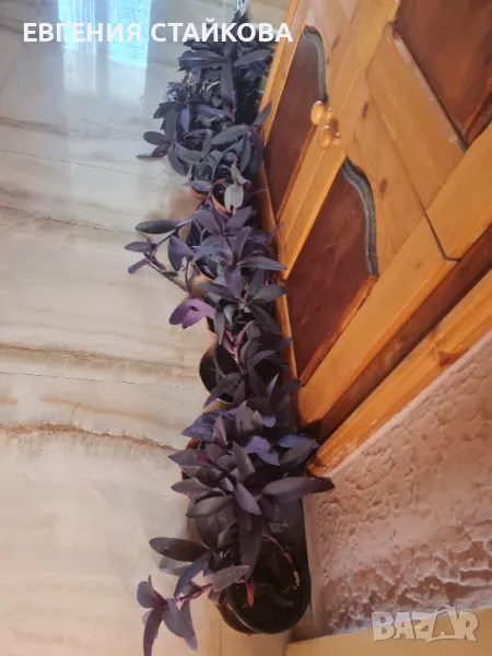 Традeсканция "Лилаво сърце" или "Лилава кралица" - всички по 12 лв., снимка 1