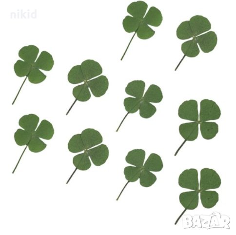 Детелина Детелини натурални сушени сухи цветя за декор бижута със смола сапун свещ и др, снимка 1