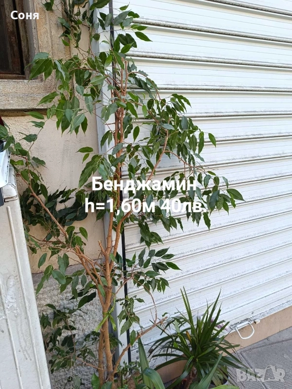 Бенджамин , снимка 1