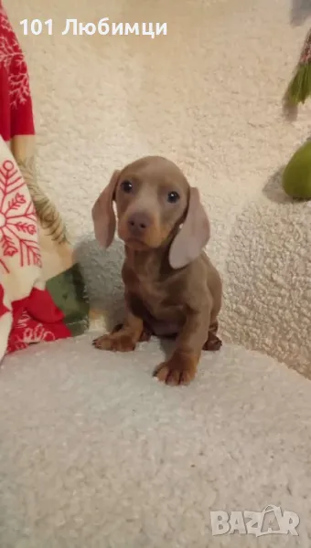 Мини Дакел Изабела, снимка 1