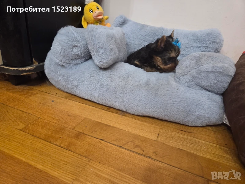 йоркширски териер, снимка 1