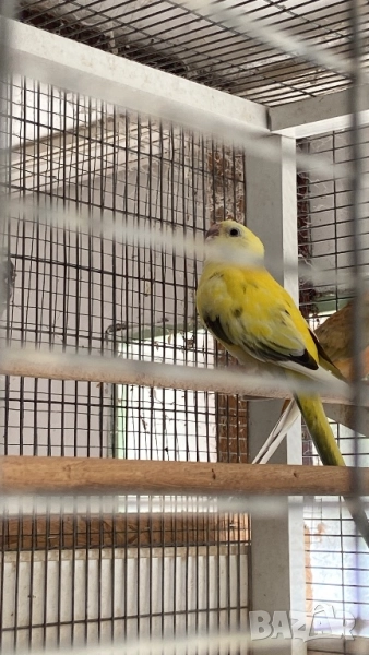 Продавам пойни папагали, снимка 1