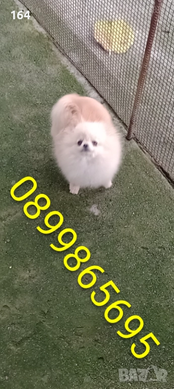 Мини Померан. Миниатюрно момиче, снимка 1