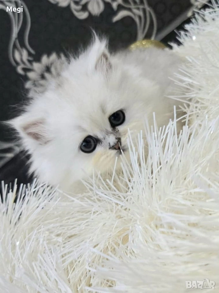 Персийска сребърна чинчила котенца , снимка 1