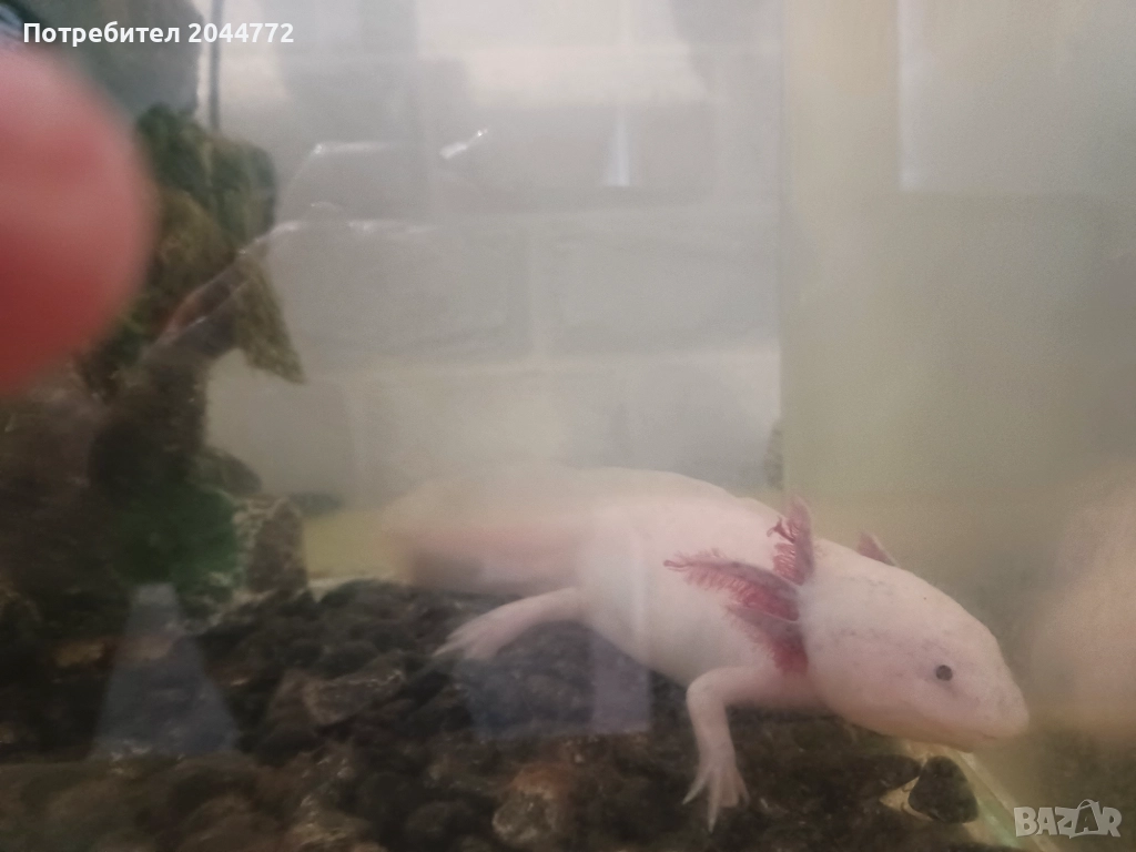 Подарявам акселотъл, снимка 1