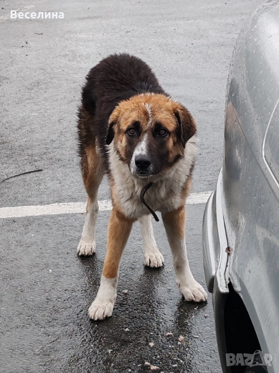 Моля за къщичка, снимка 1