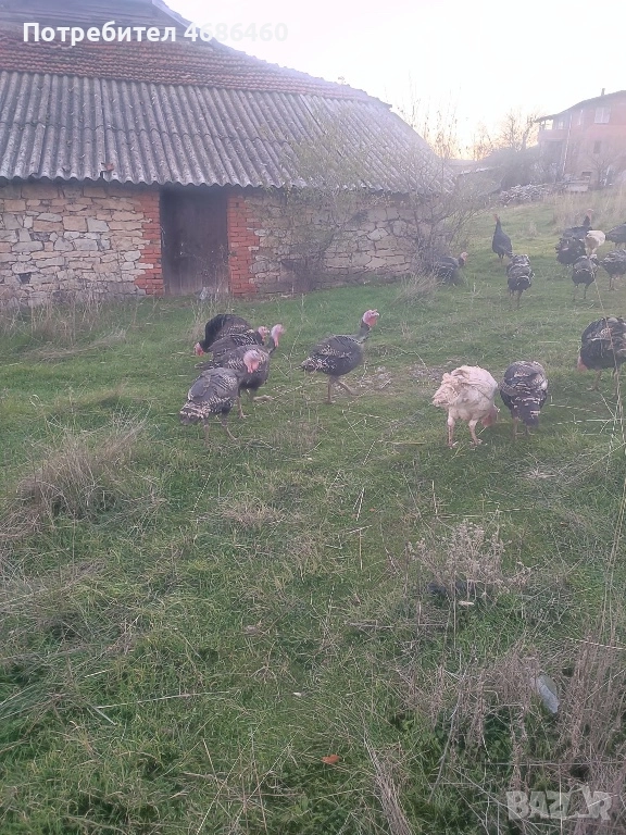 Продавам домашни пуйки, снимка 1