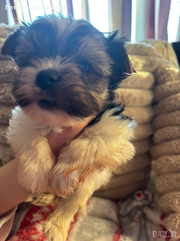 йорки бивър мъжки супер подарък , снимка 1