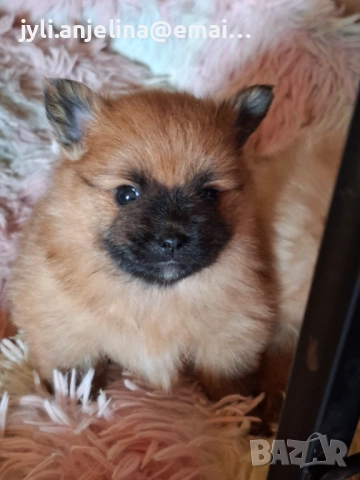 Померански шпиц, снимка 3 - Померан - 52675930