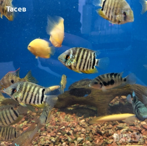 Северум 5-6см, снимка 1