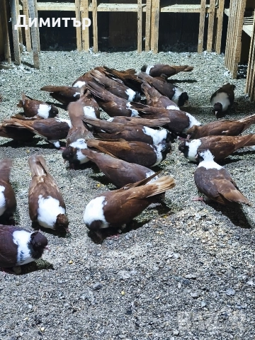 Чирпански гълъби , снимка 2 - Гълъби - 52937535