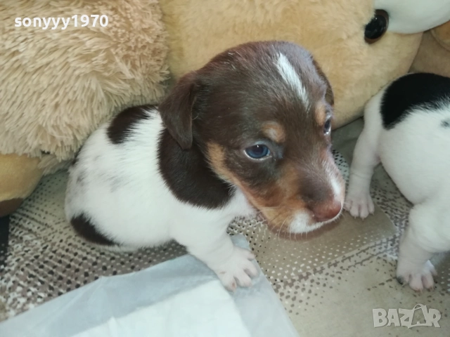 продаваме кученце джак ръсел 0709251739, снимка 3 - Джак ръсел териер - 51634477