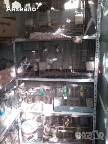 Продавам певчески канари, снимка 14 - Канари - 26796085
