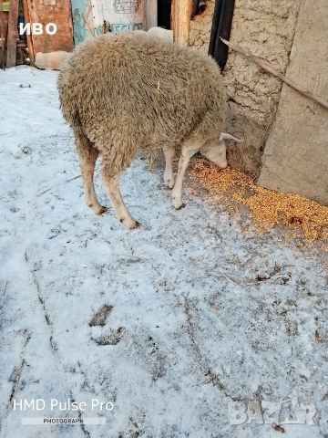 шиле , снимка 2 - Овце - 53147046