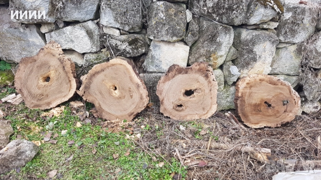 Шайби от орех, снимка 5 - Други - 51118755