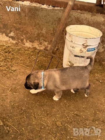 Кангал /Кангалчета, малки , снимка 2 - Кангал - 53493206