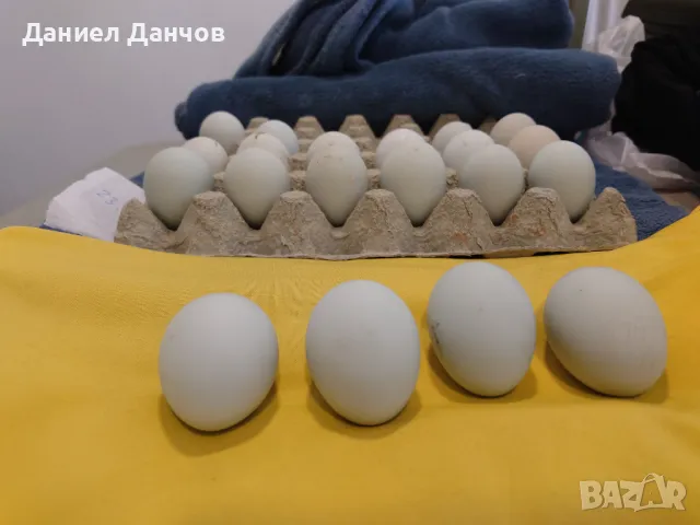 Оплодени яйца от Араукана, снимка 6 - други­ - 48810608