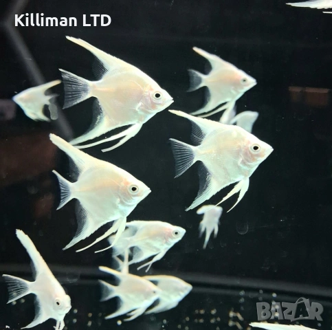 Бяла скалария