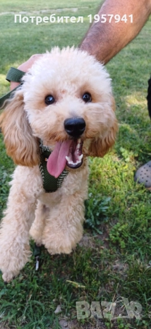  Пуделче, снимка 1